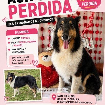 Foto 1/1 lanin Perro perdido en San Carlos