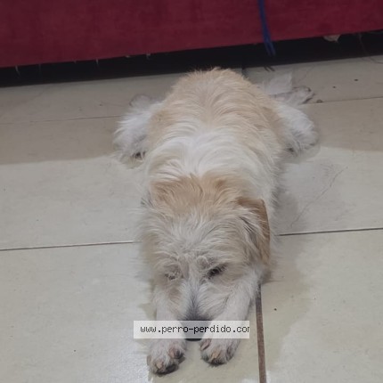 Foto 1/1 Terry Perro perdido en Queretaro