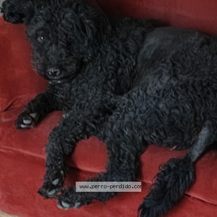 Foto 1/1 TRUFA Perro perdido en Naucalpan De Juarez