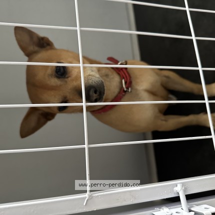 Foto de perro encontrado en Ciduad De Mexico
