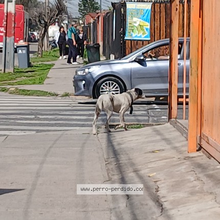 Foto 1/1 Perro encontrado Encontrado en Santiago