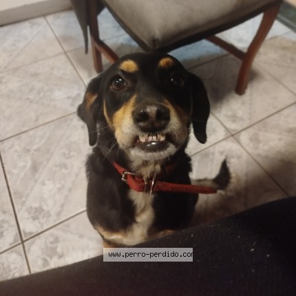 Foto de perro perdido en Recoleta