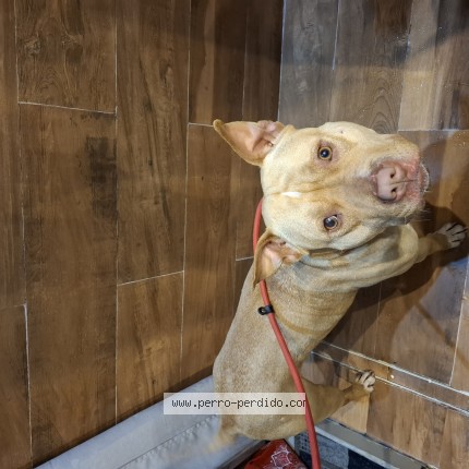 Foto de perro encontrado en Montevideo
