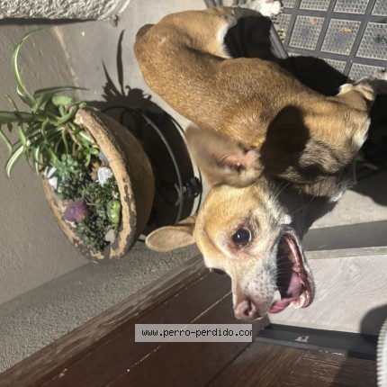 Foto 1/1 Perro encontrado Encontrado en Saltillo