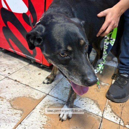 Foto de perro encontrado en Penalolen