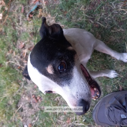Foto 1/1 Panchito Perro perdido en Macul