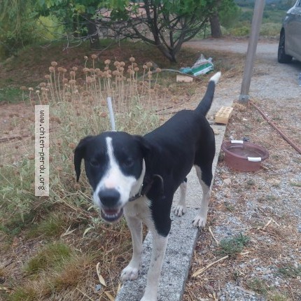 Photo 1/1 Chien retrouvé Trouvé à Saint Julien