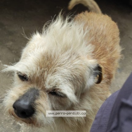 Foto 4/5 Alan Perro perdido en Cordoba