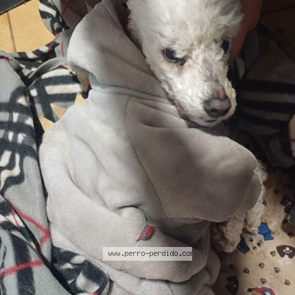 Foto de perro perdido en Santiago