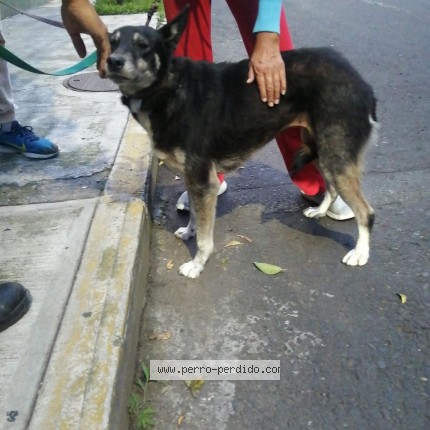 Foto de perro encontrado en Ciudad De Mexico