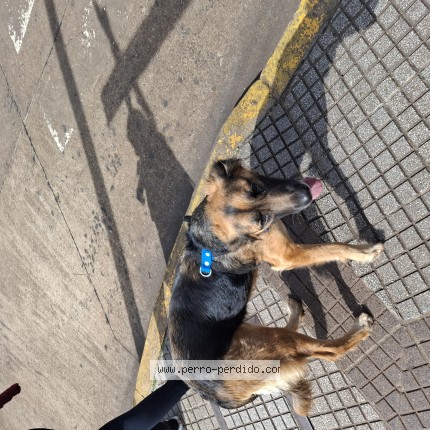 Foto 1/1 Perro encontrado Encontrado en Posadas