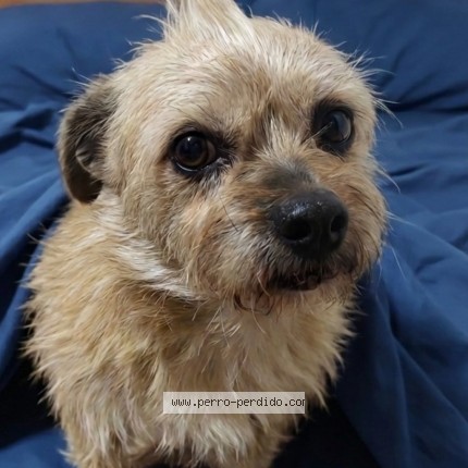 Foto 1/1 Perro encontrado Encontrado en Cordoba