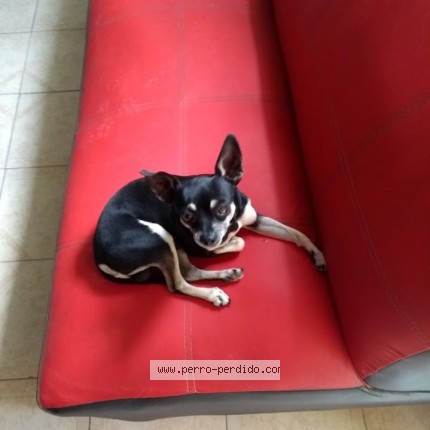 Foto de perro perdido en Mexico