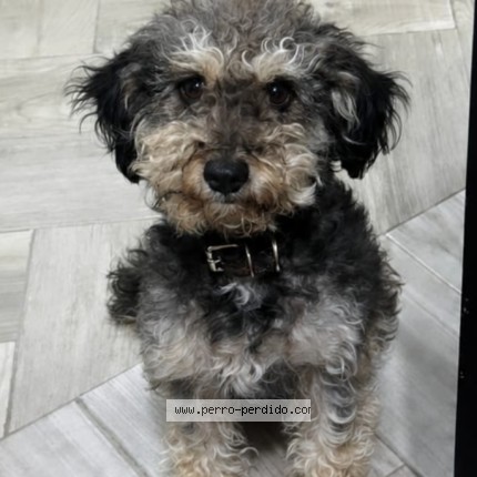 Foto de perro perdido en Cdmx