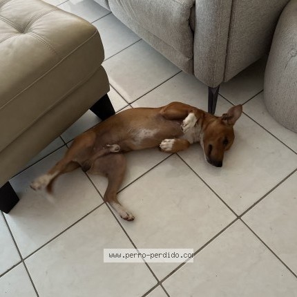Foto 1/2 BIMBO Perro perdido en San Juan