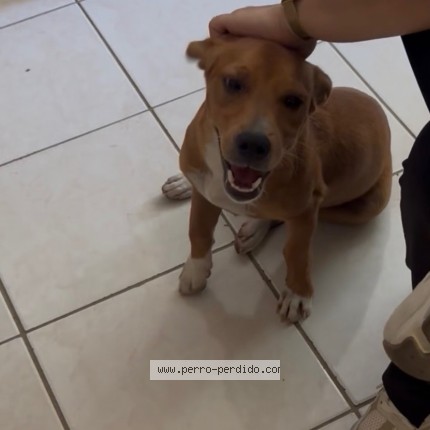 Foto 2/2 BIMBO Perro perdido en San Juan