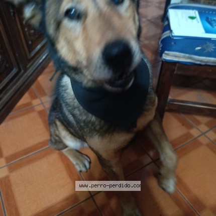 Foto 1/1 Dagoberto Perro perdido en Pedro Aguirre Cerda