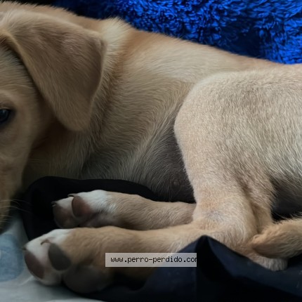 Foto de perro perdido en Tepoztlan