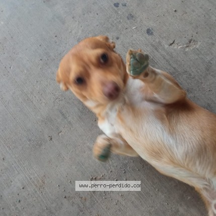 Foto 1/1 Burrito Perro perdido en Xoxocotlan
