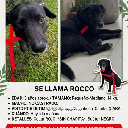 Foto 1/1 Rocco Perro perdido en Parque Chacabuco