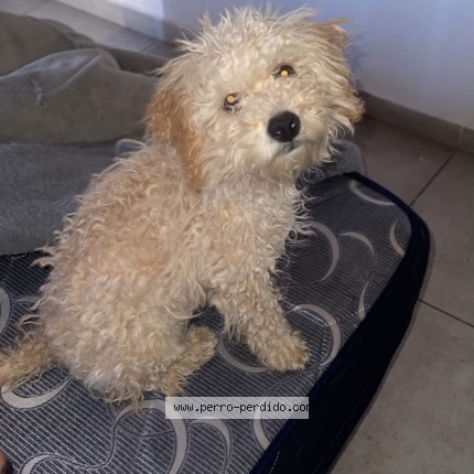 Foto 1/1 chester Perro perdido en Mendoza