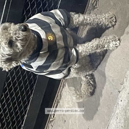 Foto 1/1 Perro encontrado Encontrado en Ranelagh