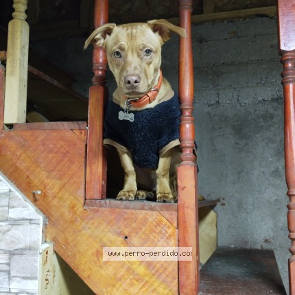 Foto de perro perdido en Santiago