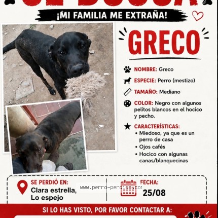 Foto 1/1 GRECO Perro perdido en Clara Estrella
