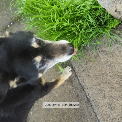Foto 1/1 Perro encontrado Encontrado en San Bernardo