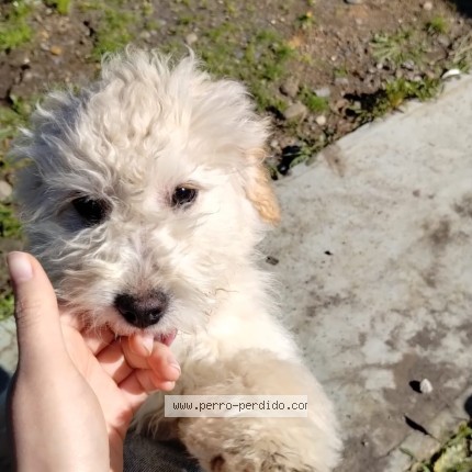 Foto 1/1 Liam Perro perdido en Unihue