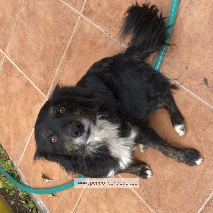 Foto de perro encontrado en Pudahuel