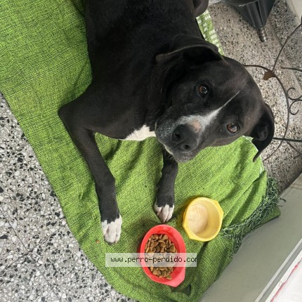 Foto 1/1 Perro encontrado Encontrado en Caba