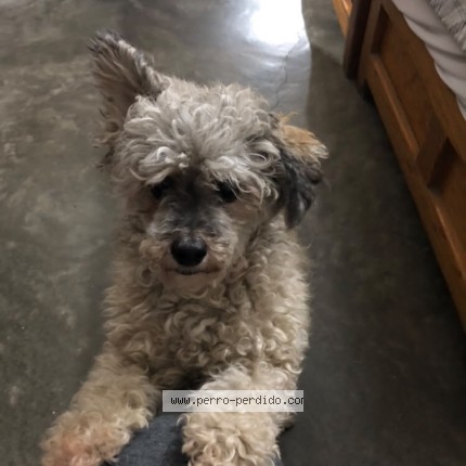 Foto de perro perdido en Soledad De Graciano Sanchez
