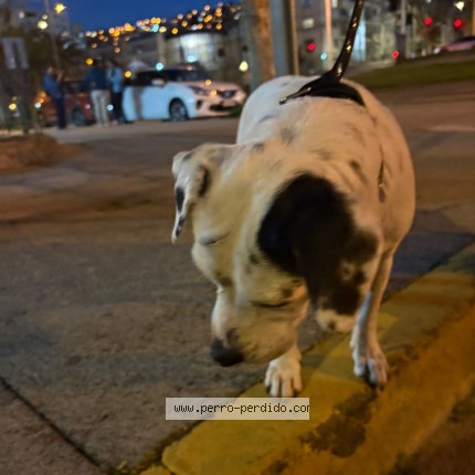Foto 1/1 Perro encontrado Encontrado en Vina Del Mar