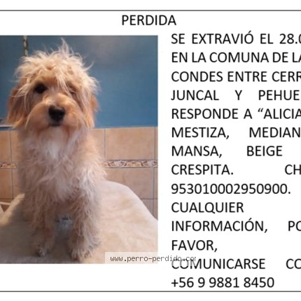 Foto 1/1 Alicia Perro perdido en Las Condes