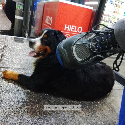Foto 1/1 Perro encontrado Encontrado en Concepcion