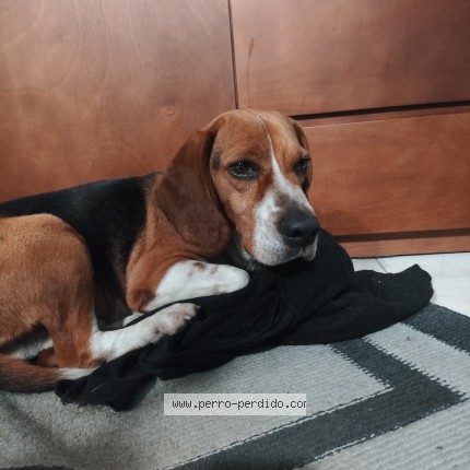 Foto 1/1 Perro encontrado Encontrado en Cdmx