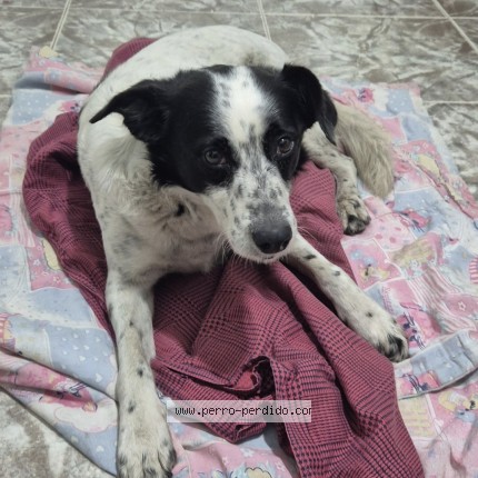 Foto 1/1 Perro encontrado Encontrado en Moron
