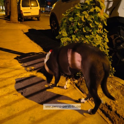 Foto de perro encontrado en Santiago
