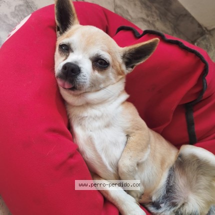 Foto 1/1 colo Perro perdido en Moron