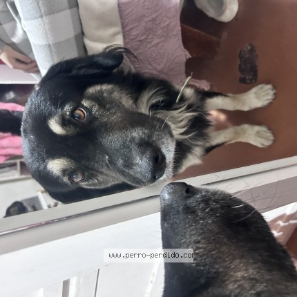 Foto 1/1 oso Perro perdido en Santiago