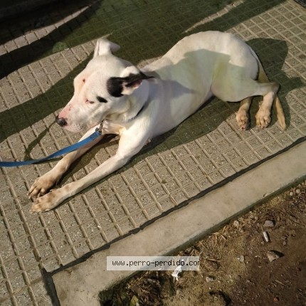 Foto 1/1 Perro encontrado Encontrado en Caba