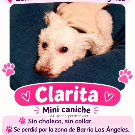 Foto 1/1 clarita Perro perdido en Santa Fe