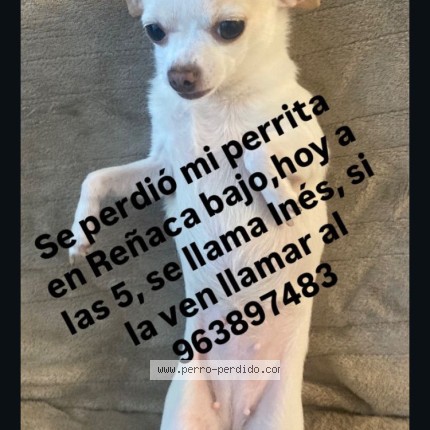 Foto 1/1 inés Perro perdido en Vina Del Mar
