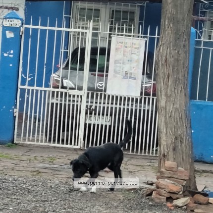 Foto de perro encontrado en Santiago