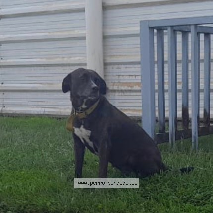 Foto 1/1 Negrita Perro perdido en Neuquen
