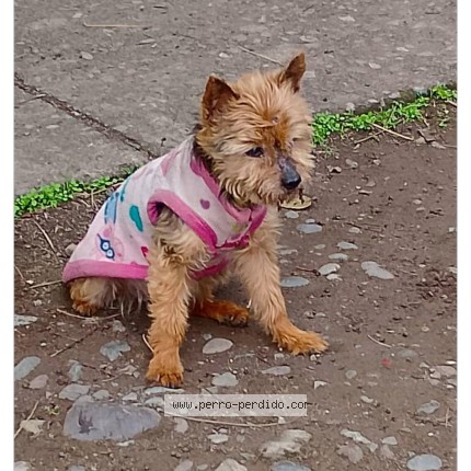 Foto 1/1 Antonia Perro perdido en La Granja