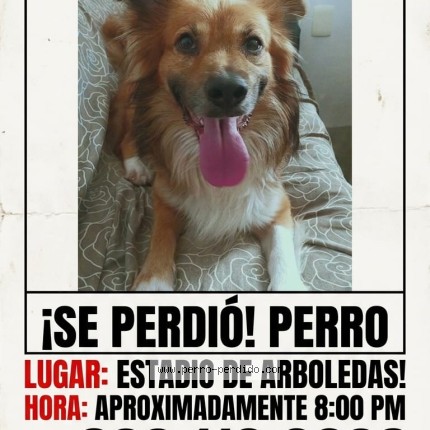 Foto 1/1 Arley Perro perdido en Altamira