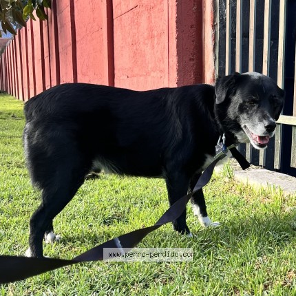 Foto de perro encontrado en Santiago Nunoa