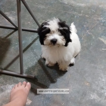 Foto de perro perdido en Choloma